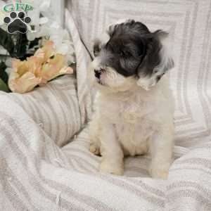Coby, Cockapoo Puppy
