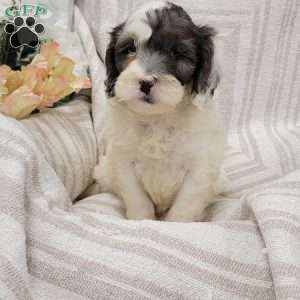 Coby, Cockapoo Puppy