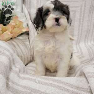 Coby, Cockapoo Puppy
