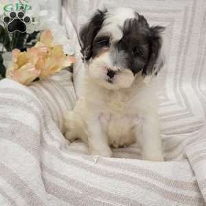 Coby, Cockapoo Puppy