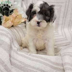 Coby, Cockapoo Puppy