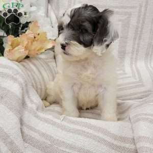 Coby, Cockapoo Puppy