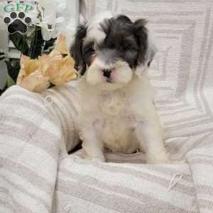 Coby, Cockapoo Puppy