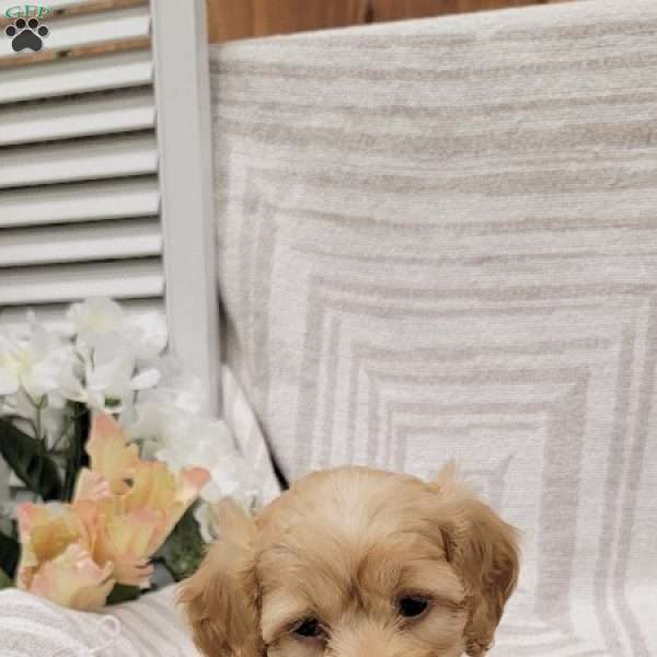 Carissa, Cockapoo Puppy