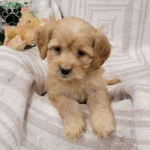 Carissa, Cockapoo Puppy