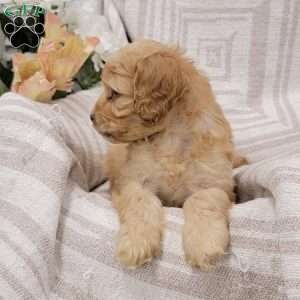 Carissa, Cockapoo Puppy