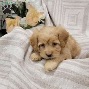 Carissa, Cockapoo Puppy