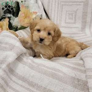Carissa, Cockapoo Puppy
