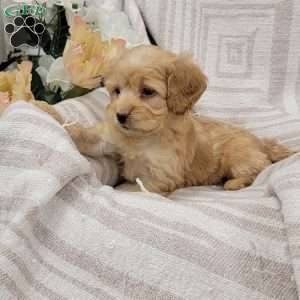 Carissa, Cockapoo Puppy