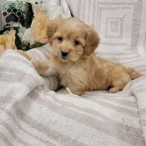 Carissa, Cockapoo Puppy