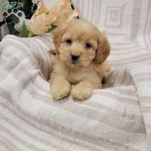 Carissa, Cockapoo Puppy
