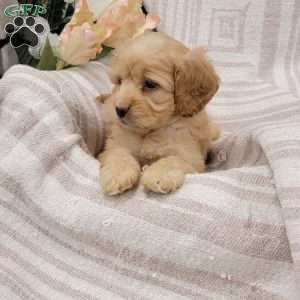 Carissa, Cockapoo Puppy