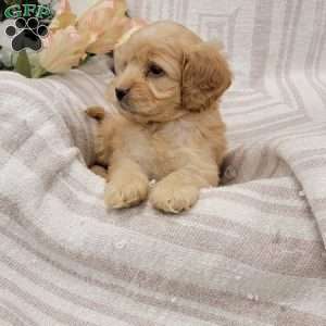 Carissa, Cockapoo Puppy