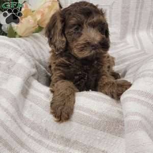 Chuckie, Cockapoo Puppy