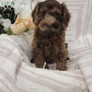 Chuckie, Cockapoo Puppy