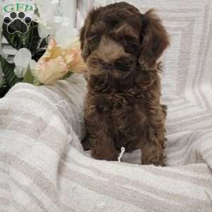 Chuckie, Cockapoo Puppy