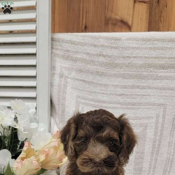 Chuckie, Cockapoo Puppy