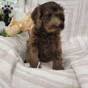 Chuckie, Cockapoo Puppy