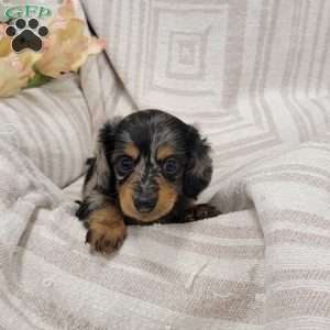 Spots, Dachshund Puppy