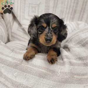 Spots, Dachshund Puppy