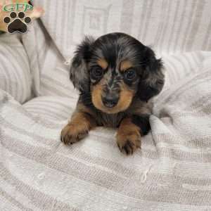 Spots, Dachshund Puppy