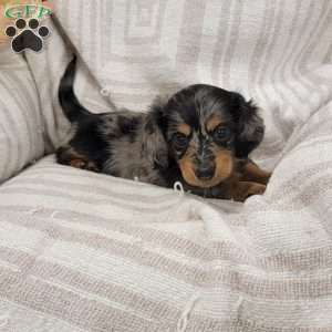 Spots, Dachshund Puppy