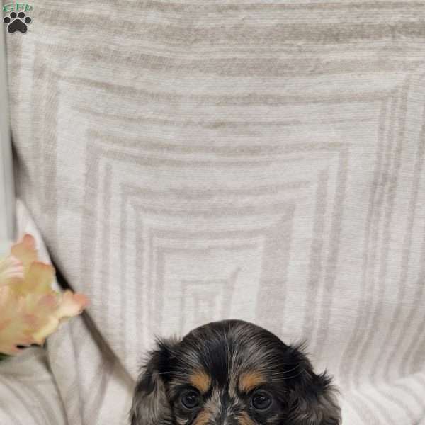 Spots, Dachshund Puppy