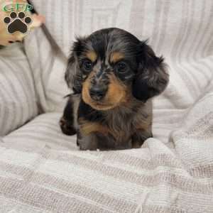 Spots, Dachshund Puppy