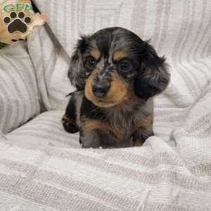 Spots, Dachshund Puppy
