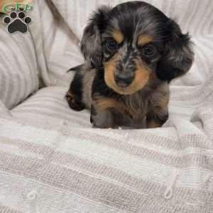 Spots, Dachshund Puppy