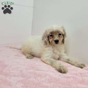 Cookie, Cavapoo Puppy