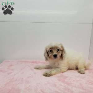 Cookie, Cavapoo Puppy