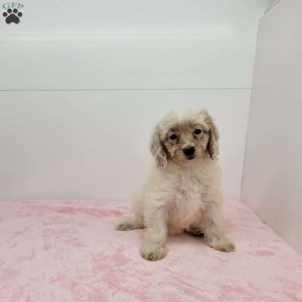Cookie, Cavapoo Puppy
