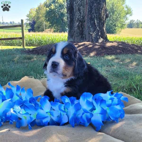 Taffy, Bernese Mountain Dog Puppy
