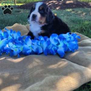Taffy, Bernese Mountain Dog Puppy