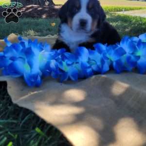 Taffy, Bernese Mountain Dog Puppy