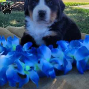 Taffy, Bernese Mountain Dog Puppy