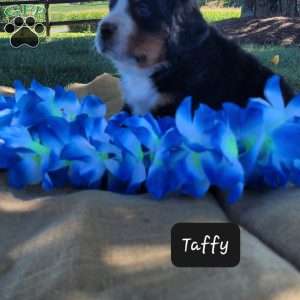 Taffy, Bernese Mountain Dog Puppy