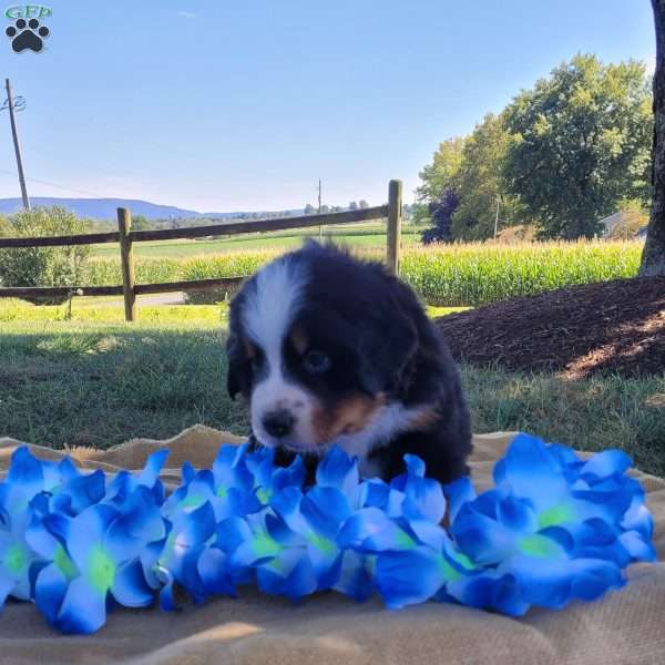 Tony, Bernese Mountain Dog Puppy
