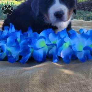 Tony, Bernese Mountain Dog Puppy