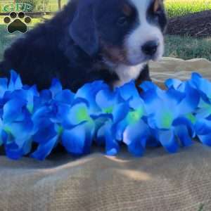 Tony, Bernese Mountain Dog Puppy