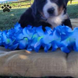 Tony, Bernese Mountain Dog Puppy