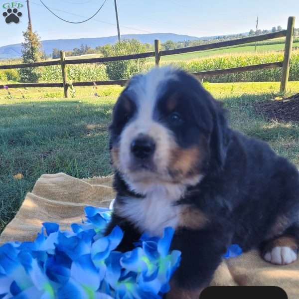 Toby, Bernese Mountain Dog Puppy