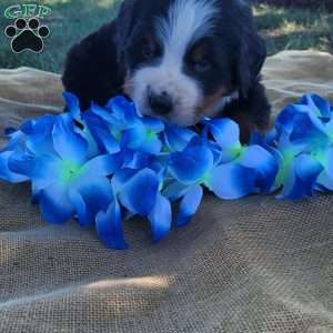 Toby, Bernese Mountain Dog Puppy