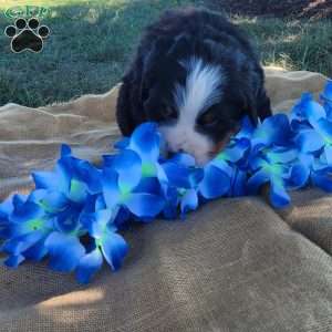 Toby, Bernese Mountain Dog Puppy