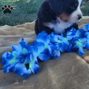 Toby, Bernese Mountain Dog Puppy