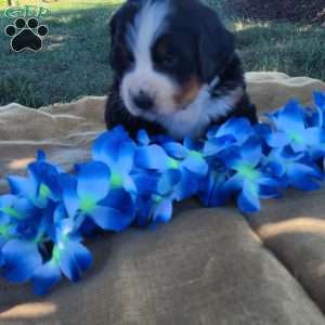 Toby, Bernese Mountain Dog Puppy