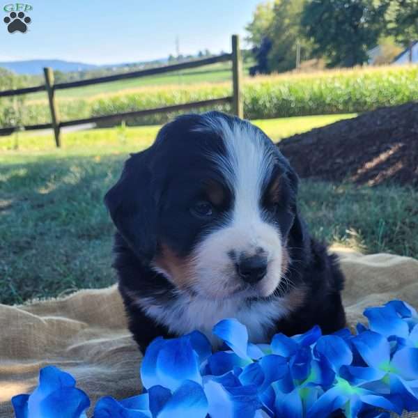 Teddy, Bernese Mountain Dog Puppy