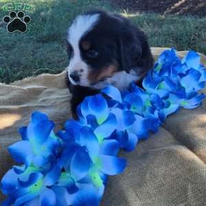 Tori, Bernese Mountain Dog Puppy