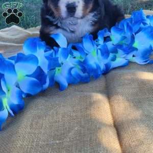 Tori, Bernese Mountain Dog Puppy